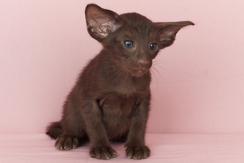 Quentin Oriental Shorthair male chocolate - live animals