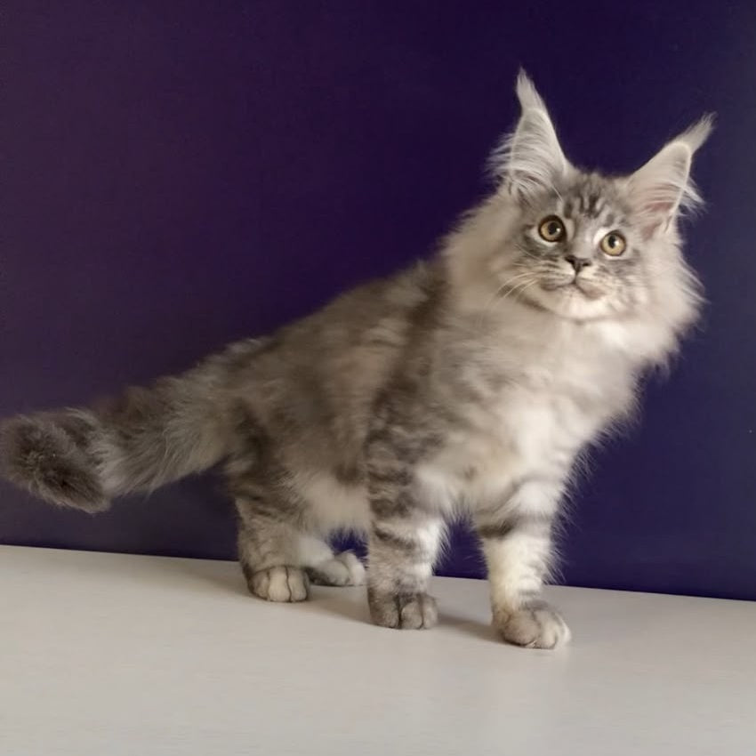 Manchester Maine Coon male, black silver tabby