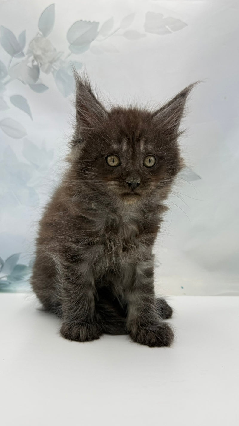 Amadest Maine Coon male, black silver