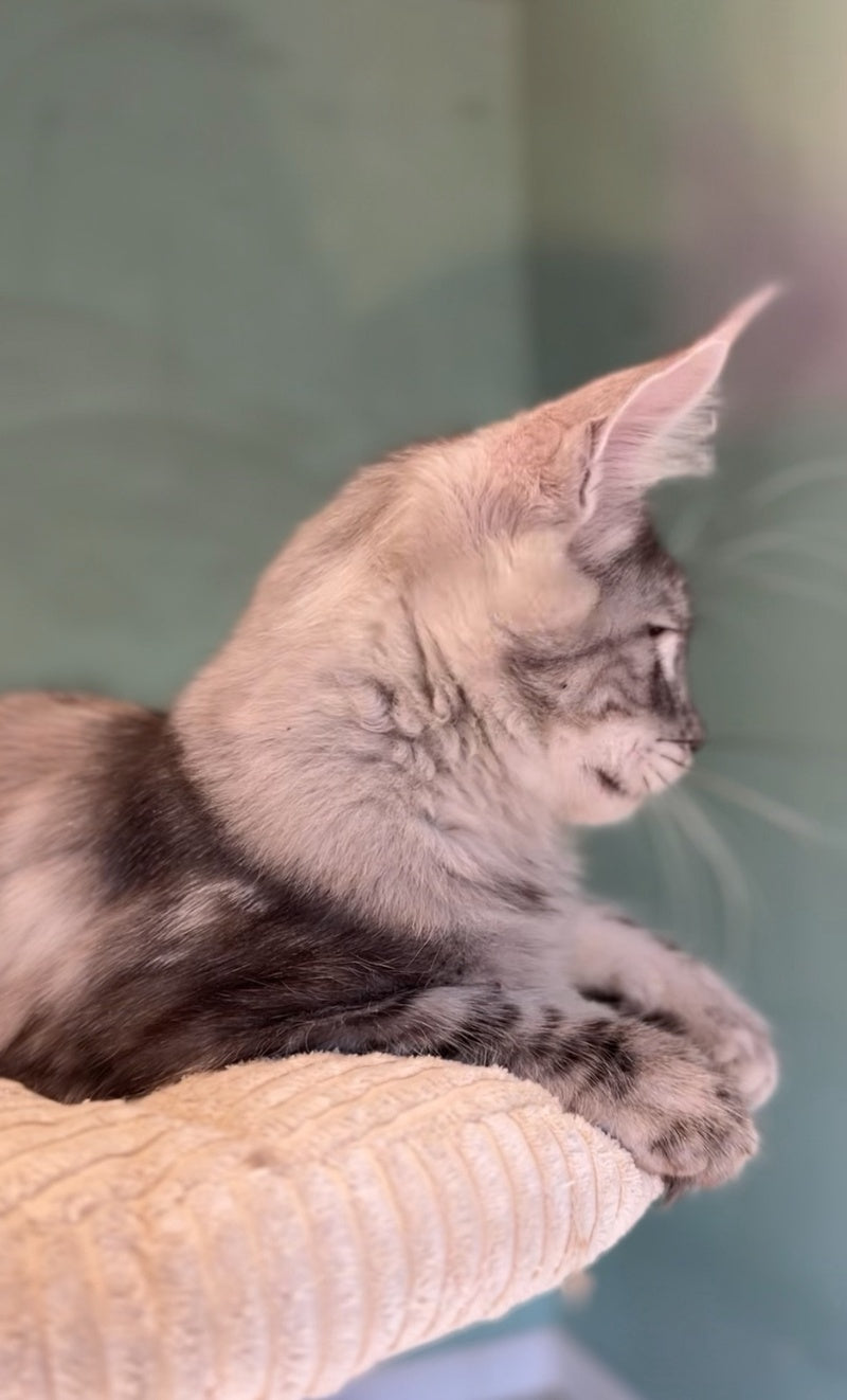 Zodiac Maine Coon male, black silver tabby
