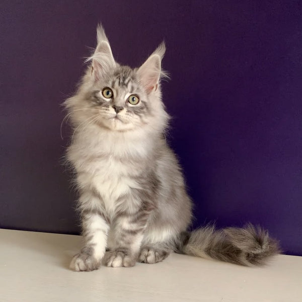 Madagascar Maine Coon male, black silver tabby