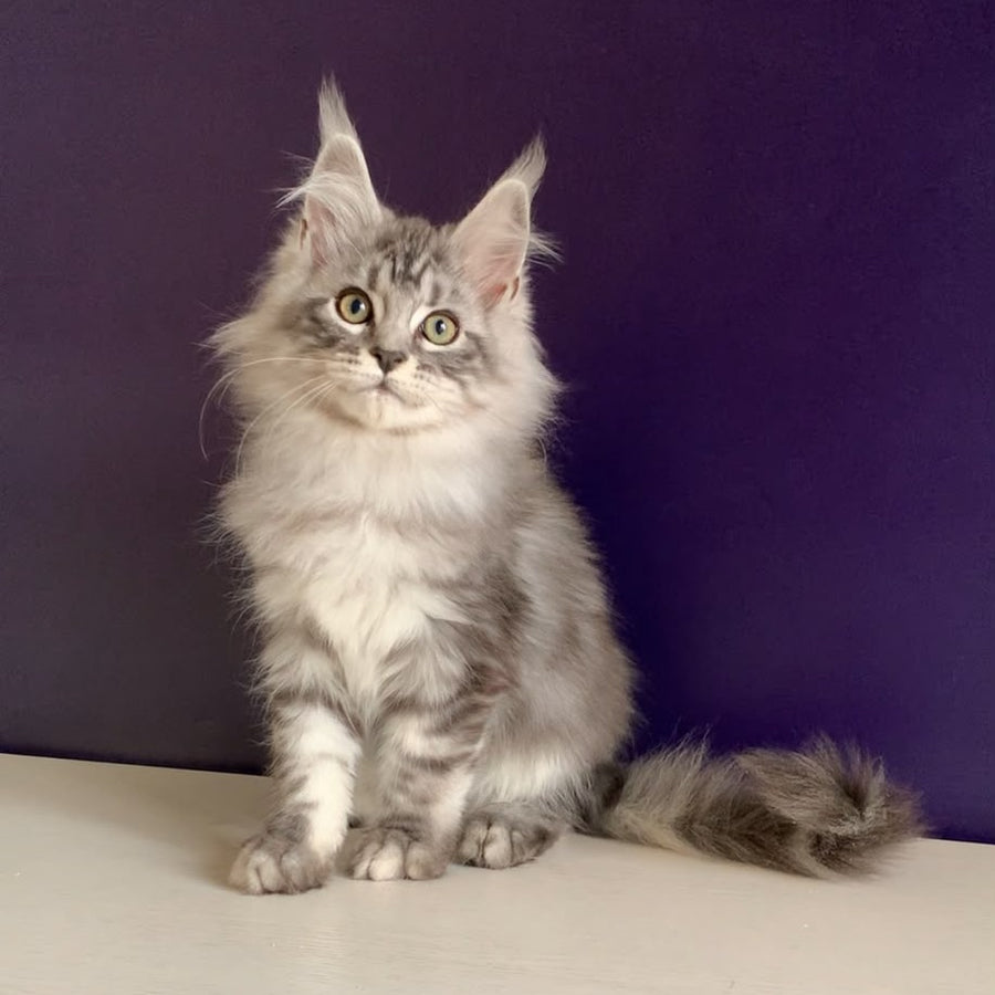 Madagascar Maine Coon male, black silver tabby