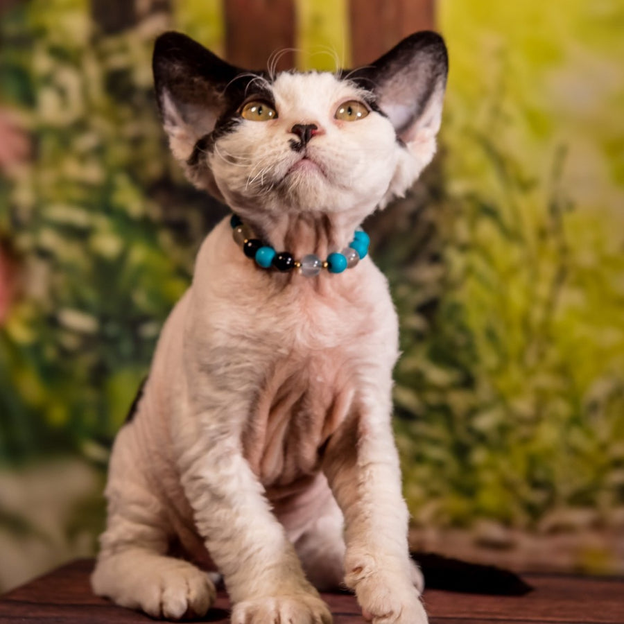 Lucke Devon Rex male, black harlequin