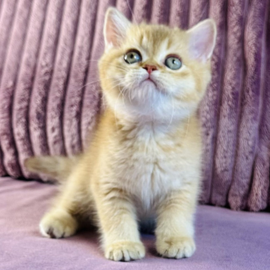 Golden Rose British Shorthair female, cinnamon golden shaded