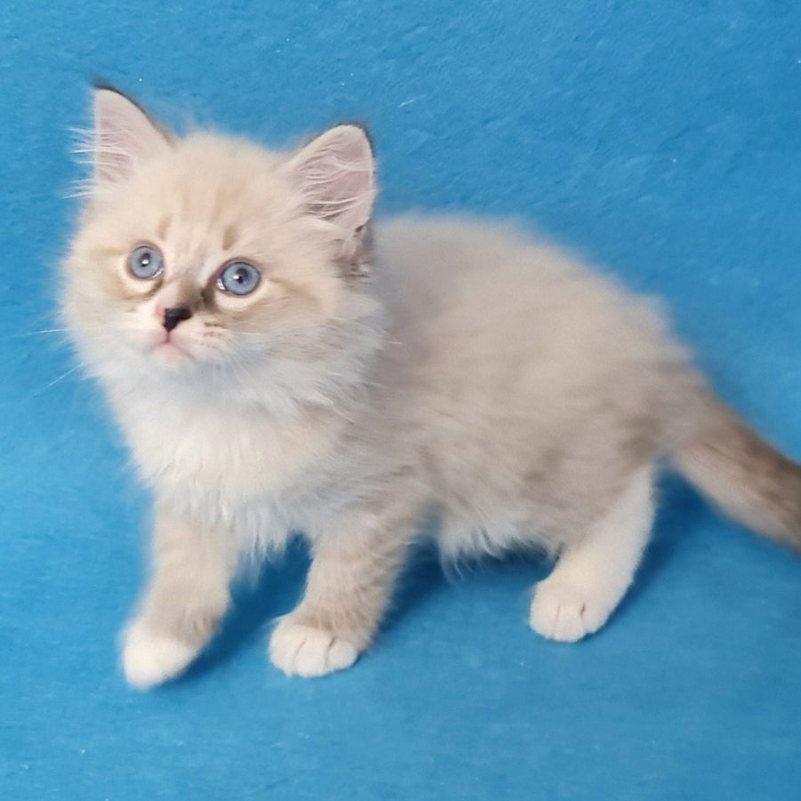 Benji Siberian male, black tabby pointed