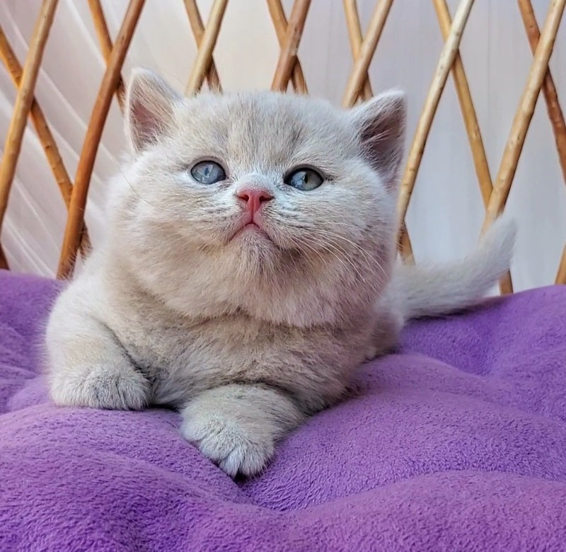 Yasmine British Shorthair female, fawn