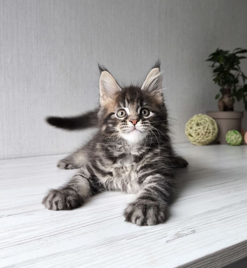 Hector Maine Coon male, black tabby