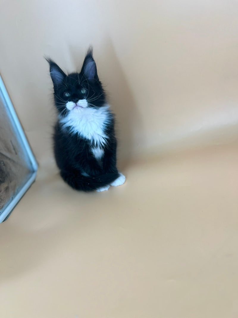 Betmann Maine Coon male, black bicolour