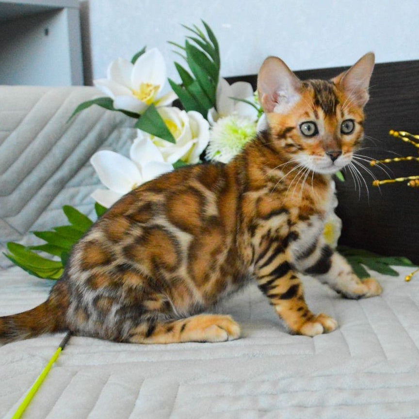 Odysseus Bengal male, black spotted tabby