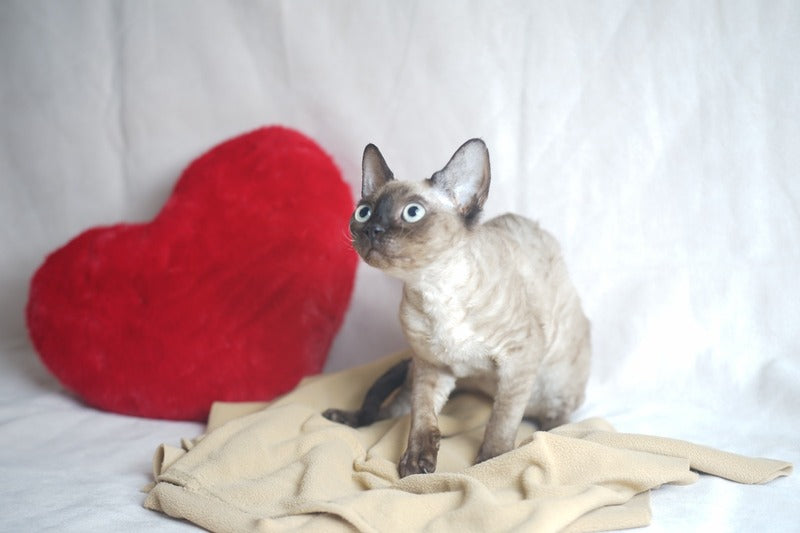 Iriska Devon Rex female chocolate pointed - live animals