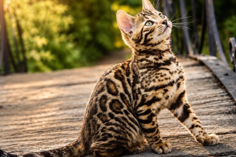 Ariella Bengal female, black spotted tabby