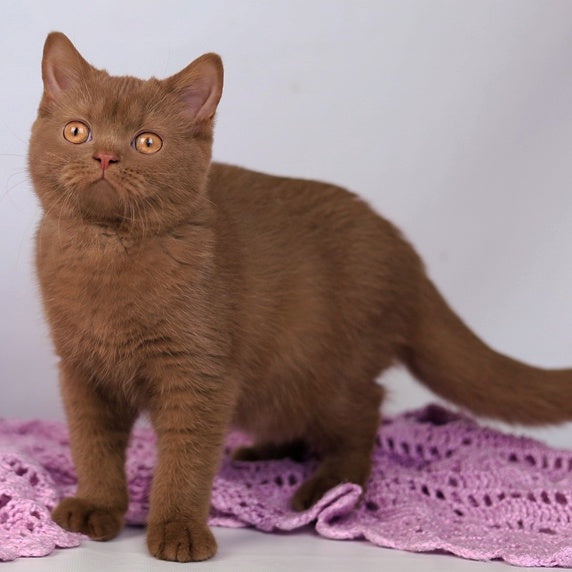 Kira British Shorthair female, cinnamon