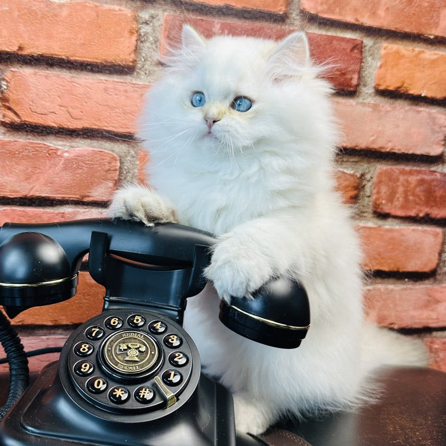 Imperial Leo British Longhair male, blue golden chinchilla