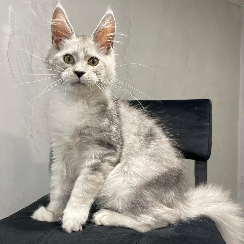 Kira Maine Coon female, black silver bicolour ticked tabby