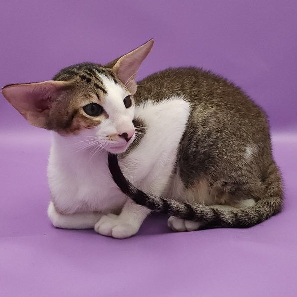 Winston Oriental Shorthair male, chocolate spotted tabby bicolour