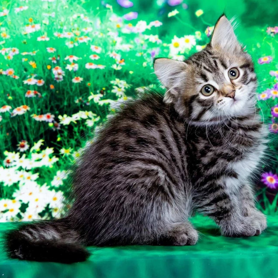 Zlata Siberian female, black spotted tabby