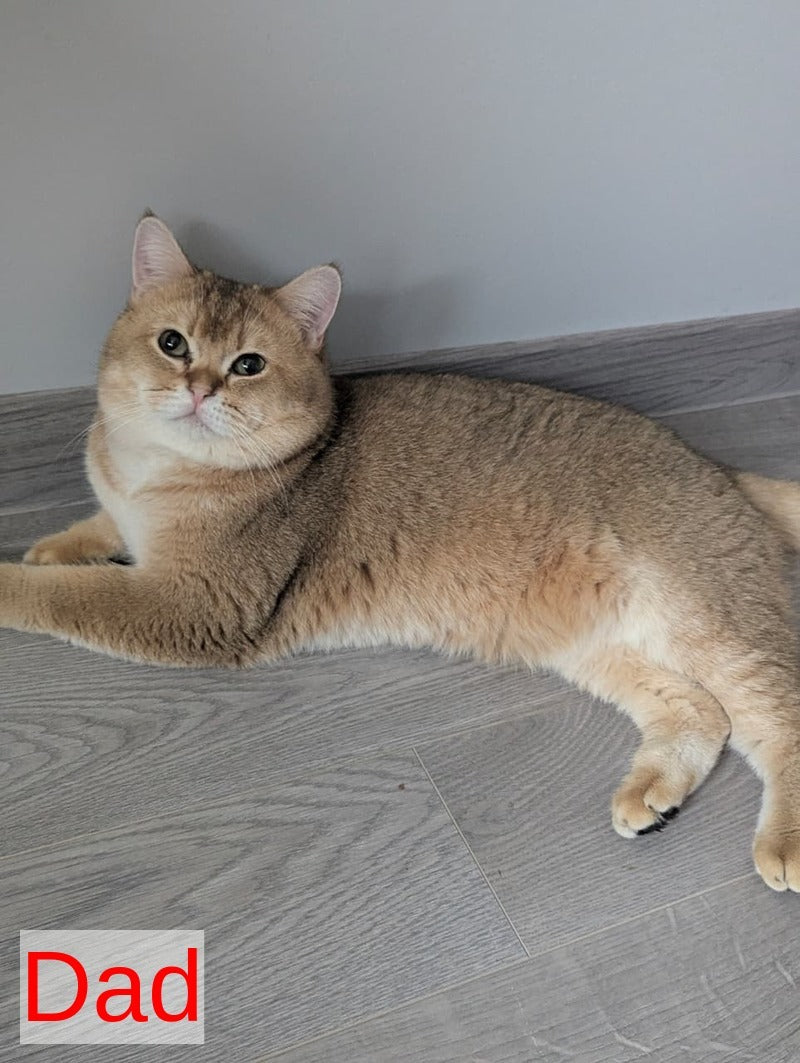 Bella Scottish Straight female, black golden ticked tabby
