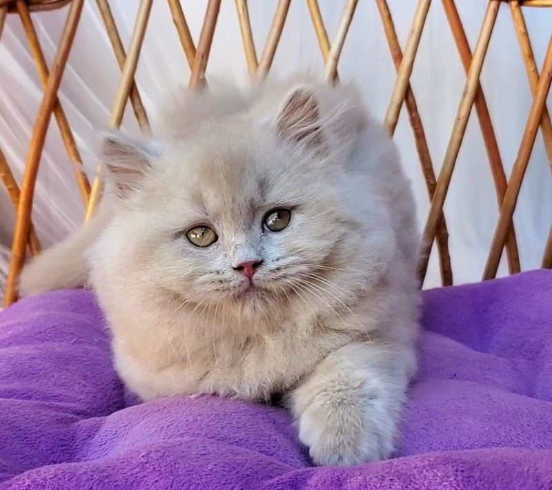 Teo British Longhair male fawn - live animals