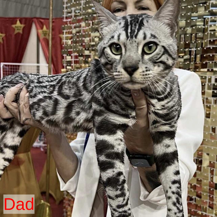 Christian Bengal male, black silver spotted tabby