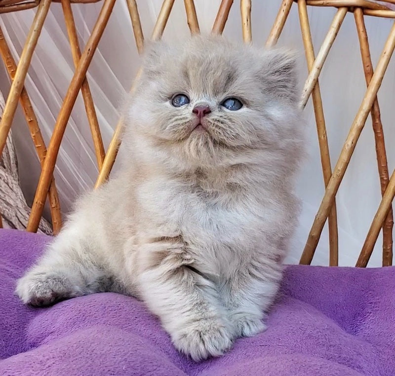 Wilda British Longhair female, blue golden ticked tabby