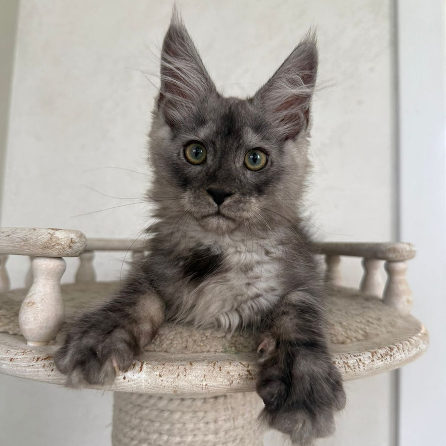 Kupidon Maine Coon male, black silver with white