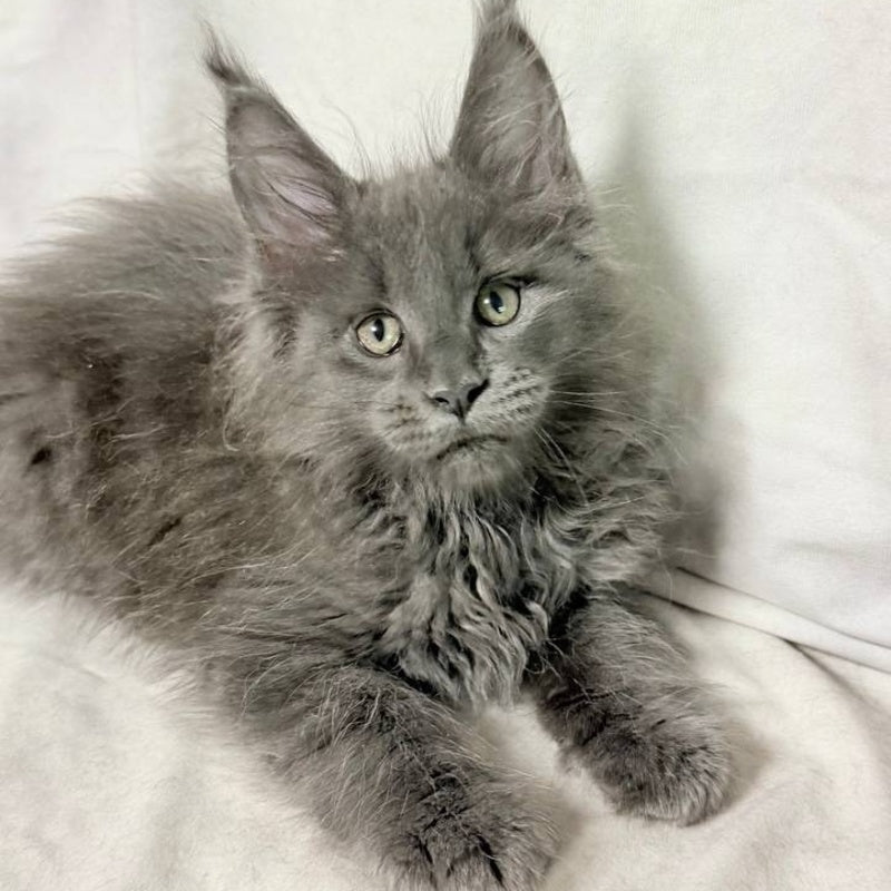 Jazz Maine Coon male, blue silver
