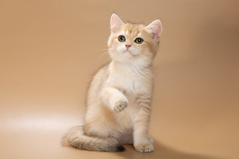 Cristian British Shorthair male, black golden shaded