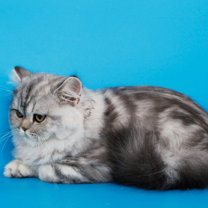 Yana British Longhair female, black silver tabby