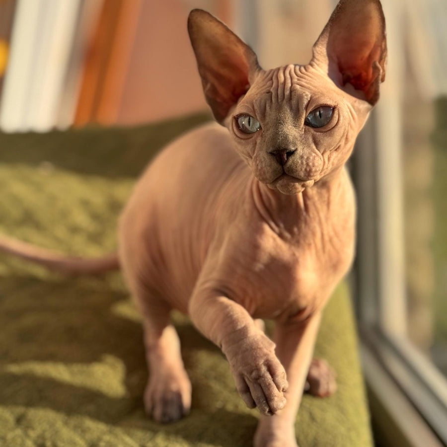 Fiona Canadian Sphynx female, blue pointed