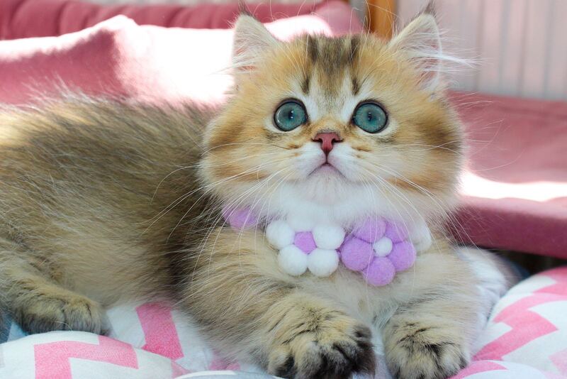 Diamond Munchkin male, chocolate golden ticked tabby