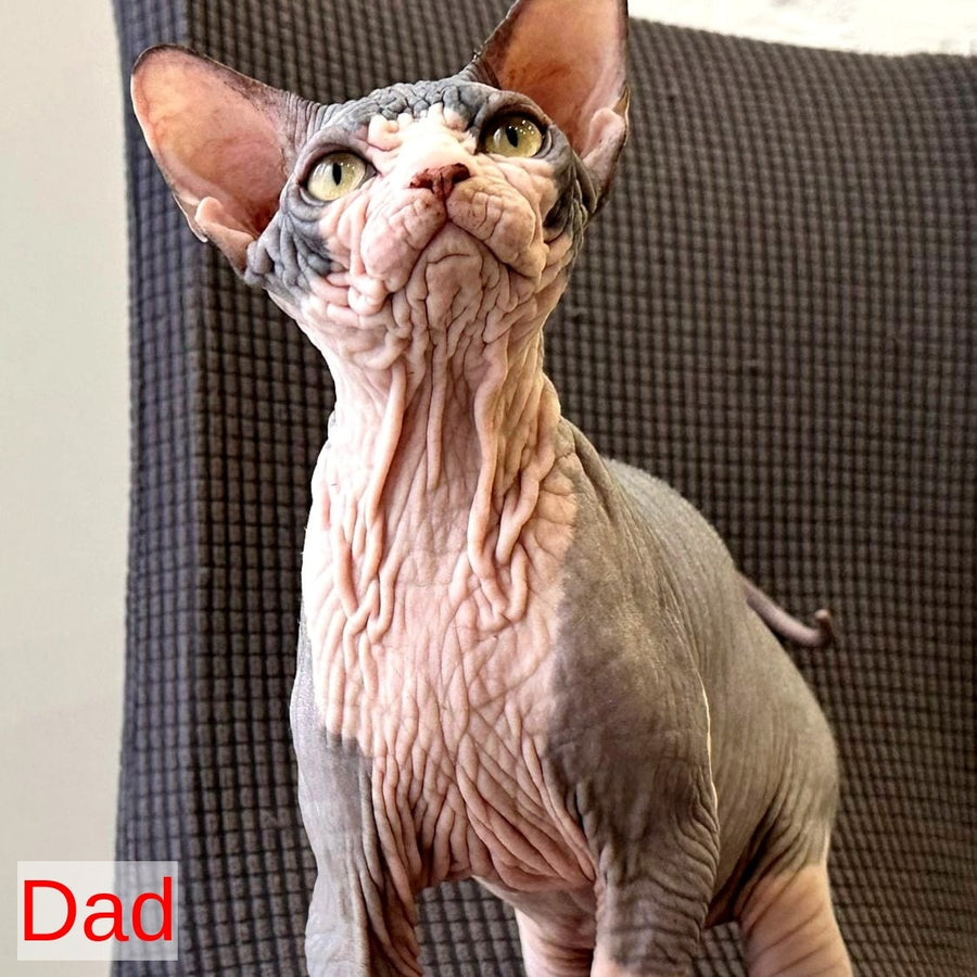 Basalt Canadian Sphynx male, black bicolour