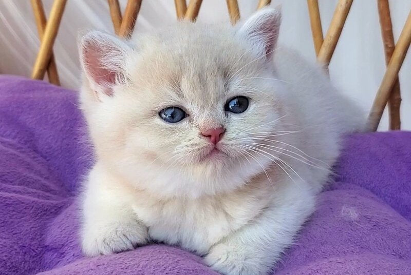 Willy British Shorthair male, lilac golden chinchilla