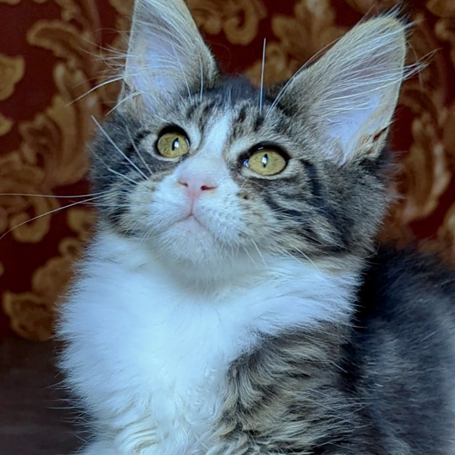 Holika Maine Coon female, black tabby with white