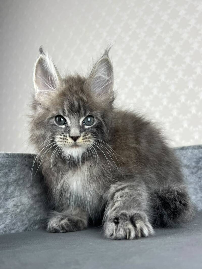 Pop Star Maine Coon male, blue tabby