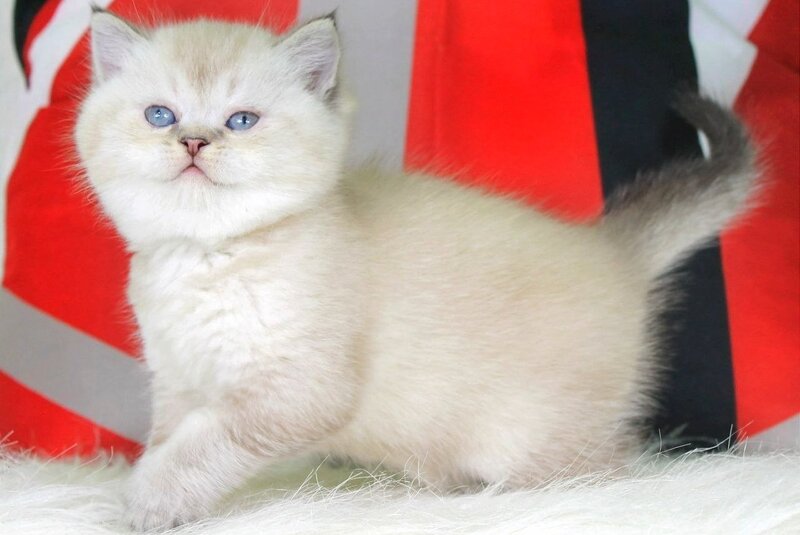 Sunny British Shorthair female, black ticked tabby pointed