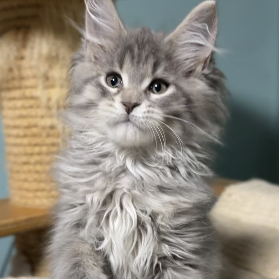 Hasta la Vista Maine Coon female, blue spotted tabby
