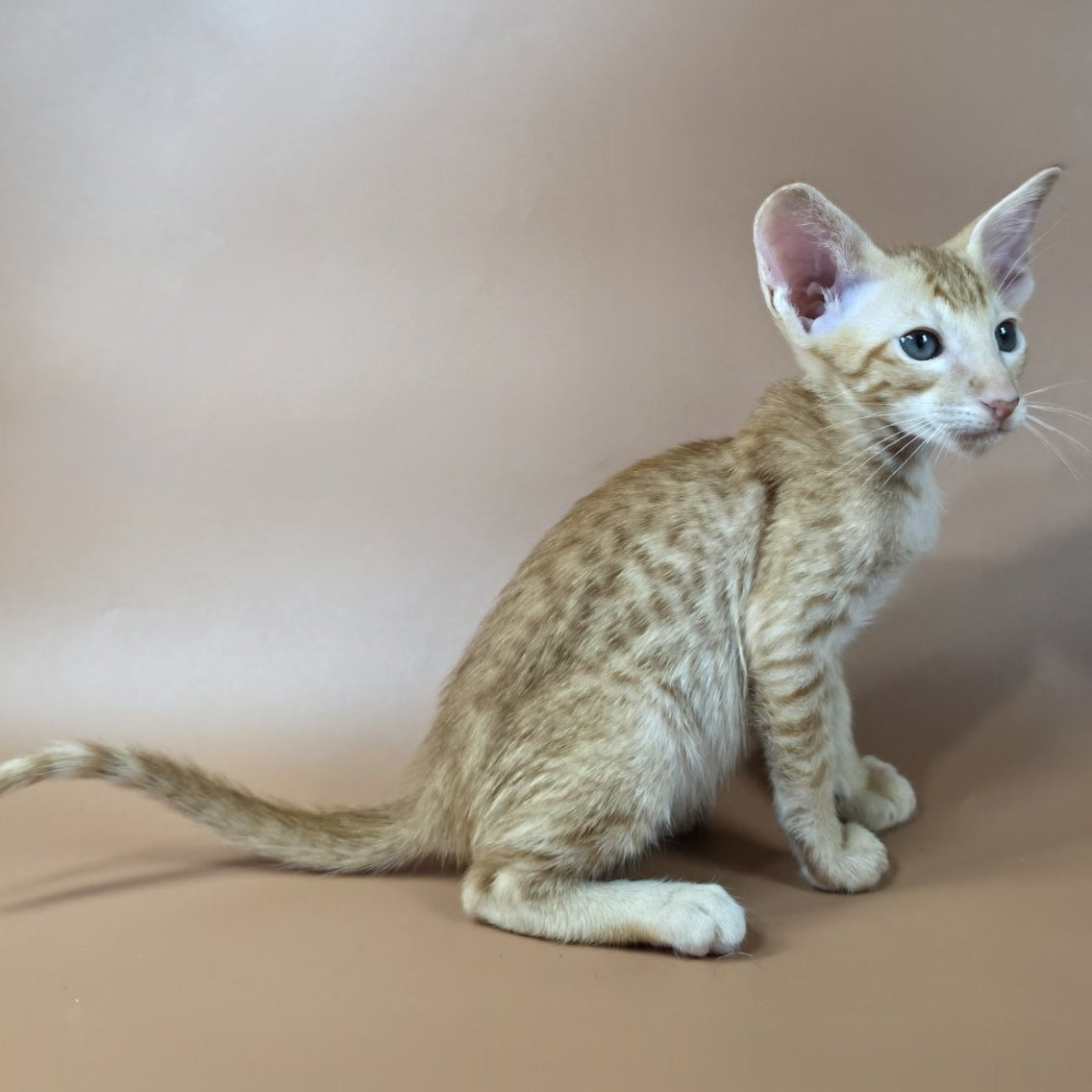Kovu Oriental Shorthair male, red spotted tabby