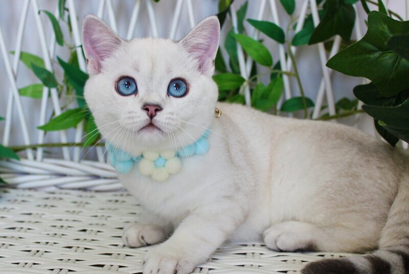 Bon-Bon Scottish Straight male, blue silver shaded pointed