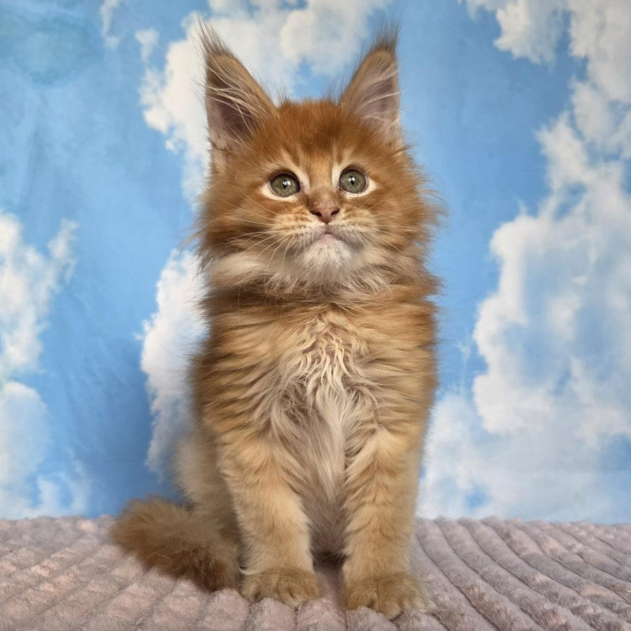 Wonder Maine Coon male, red ticked tabby
