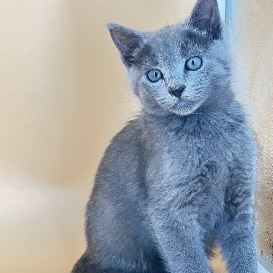 Kai Russian Blue male, blue
