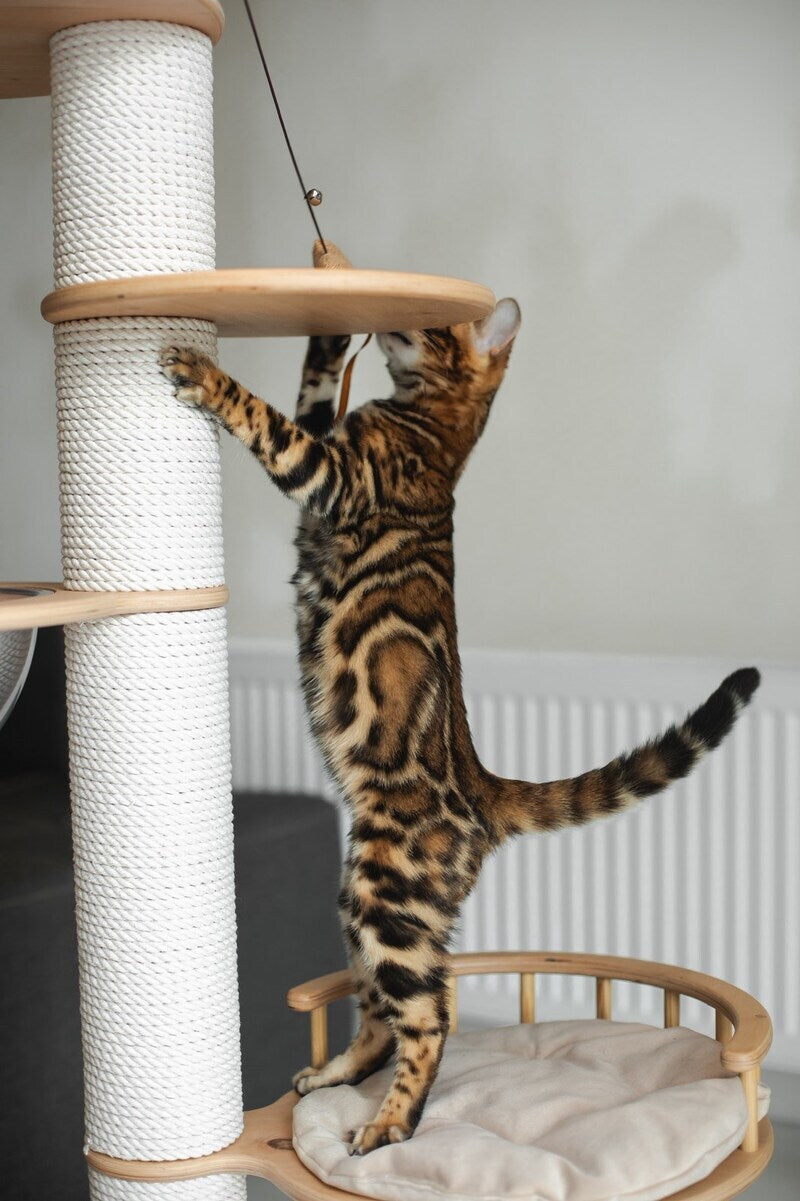 Jaime Bengal male black spotted tabby - live animals