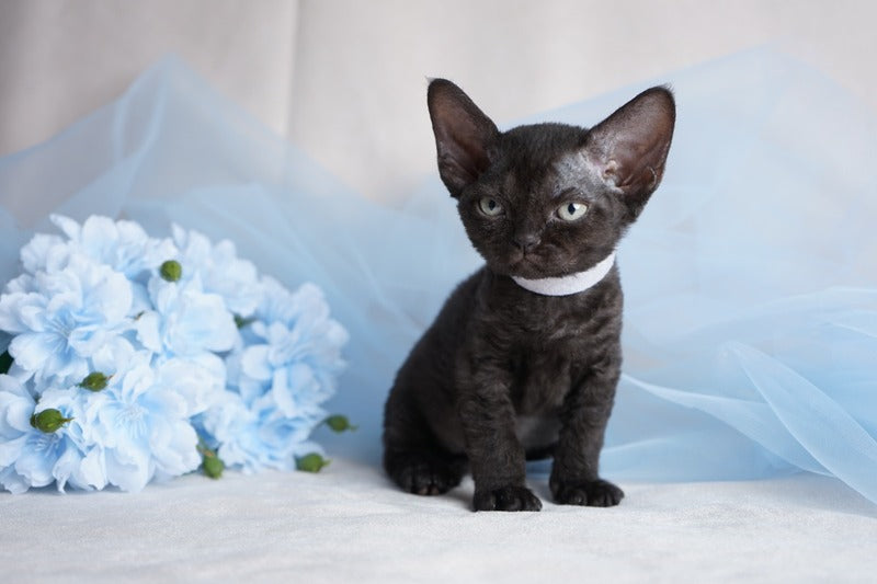Oniks Devon Rex male, black