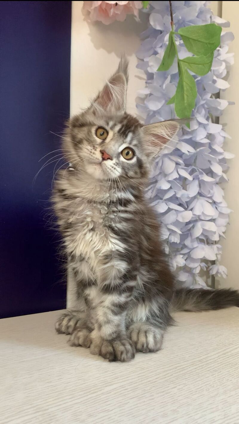 Oregona Maine Coon polydactyl female, black silver tabby
