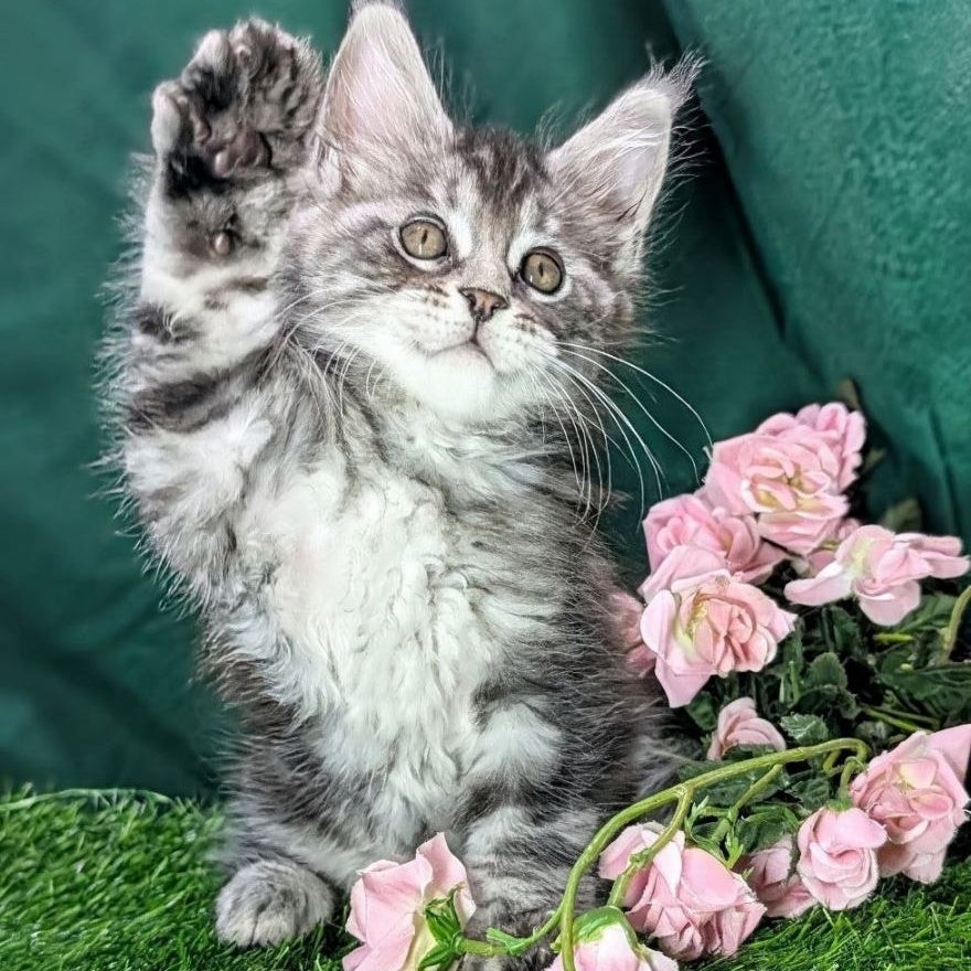 Ymir Maine Coon male, black silver tabby