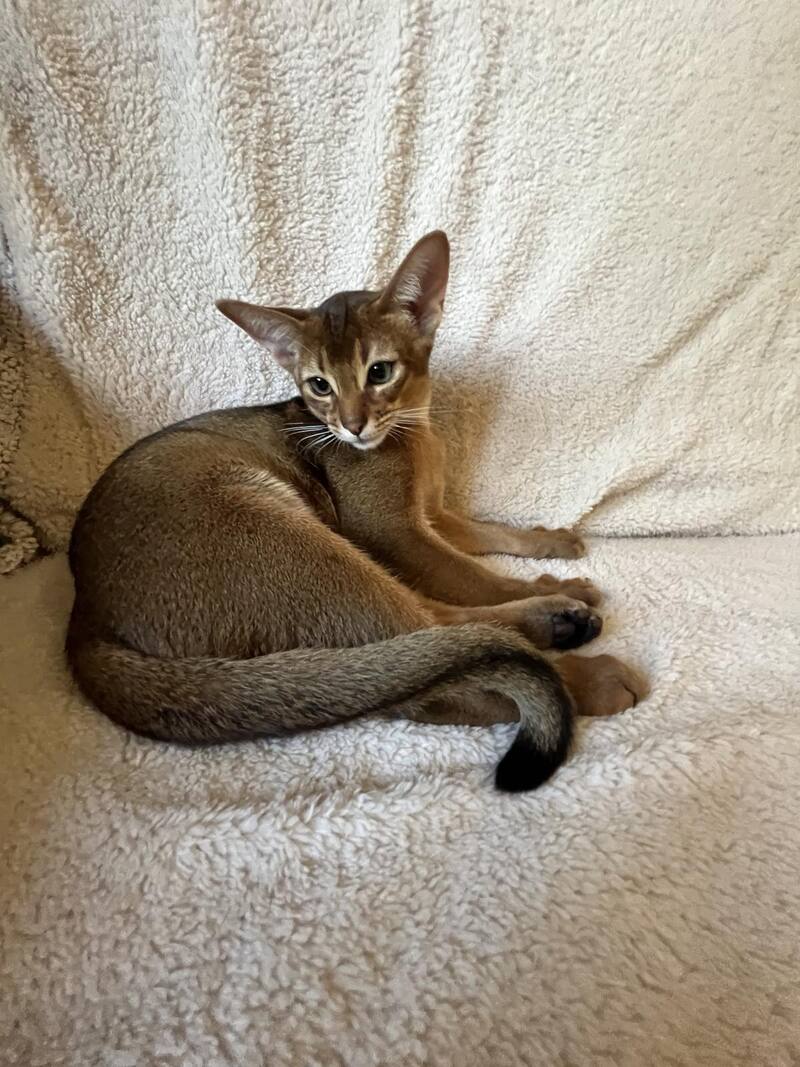 Boomer Abyssinian male black - live animals