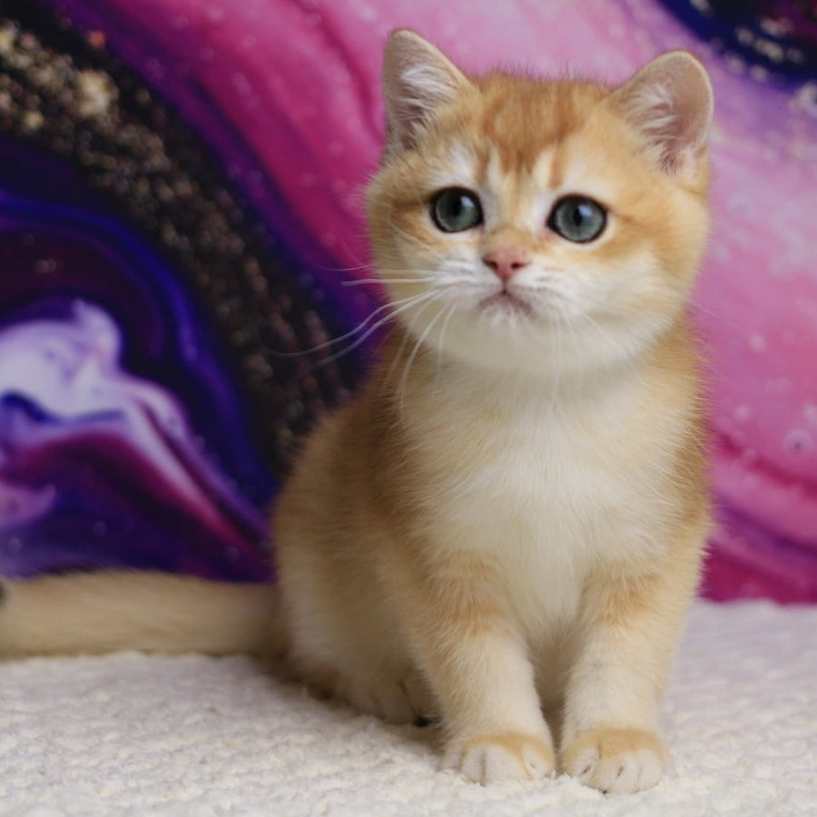 Unicum British Shorthair male, black golden chinchilla