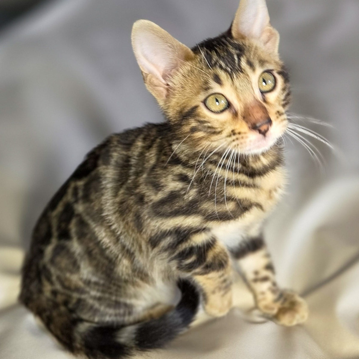Maui Bengal male, black spotted tabby