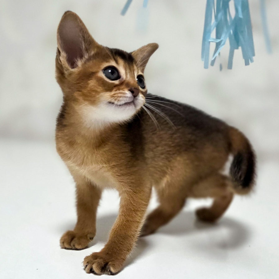 Lora Abyssinian female, black