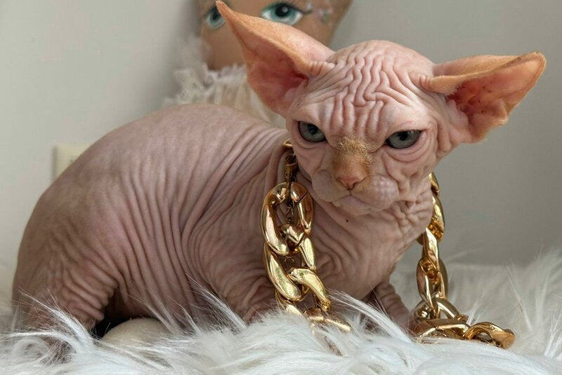 Sultan Canadian Sphynx male red tabby - live animals