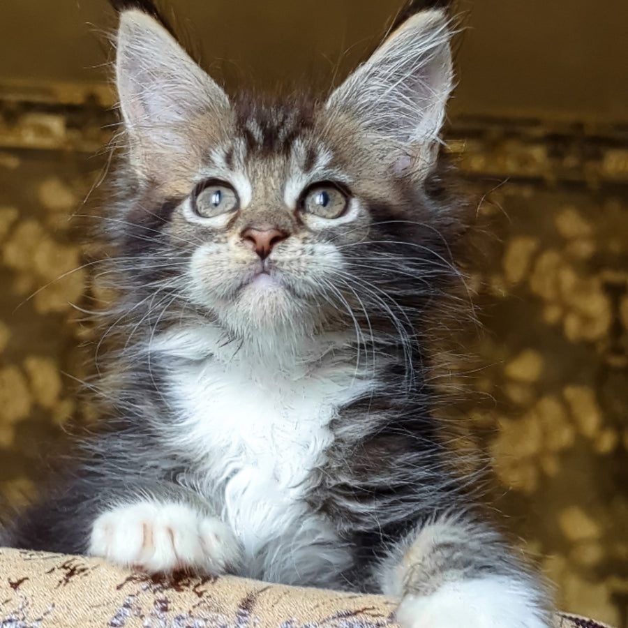 Inosh Maine Coon female, black tabby with white